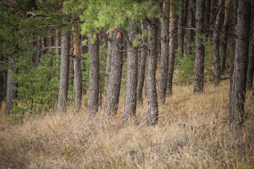 autumn forest in cloudy weather