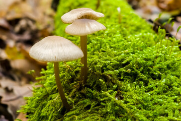 Common bonnet mushroom in the forest ground in November