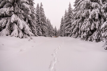 Obraz premium Kleine Winterwanderung durch den Tiefschnee im Thüringer Wald bei Oberhof - Thüringen - Deutschland