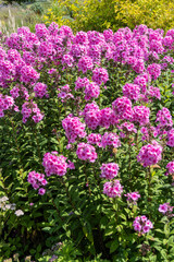 Phlox Paniculata 'Eva Cullum' a summer autumn fall flowering perennial plant with a pink summertime flower, stock photo image