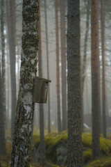 Wooden birdhouse in a misty forest