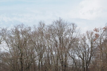 All the leaves have fallen from the trees, winter is coming soon.