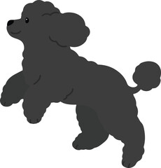 Simple and adorable jumping black colored Poodle dog illustration flat colored