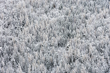 snow on larch and fir forest
