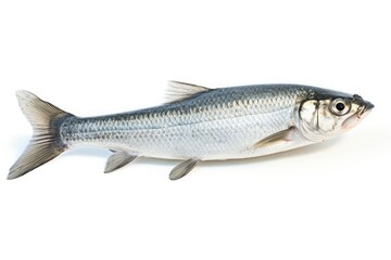 Bluespot Mullet