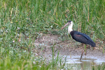 Asian Woolly necked Stork Waterland  bird