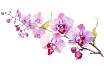 Fototapeta na wymiar Branch of beautiful pink orchid on white background
