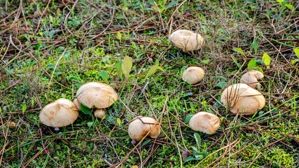 group of Suillus granulatus mushrooms in a pine forest