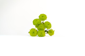 Obraz premium single pink pastel dreamy flower