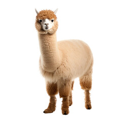 Cute alpaca isolated on transparent background, png clip art design element. Wild animal.