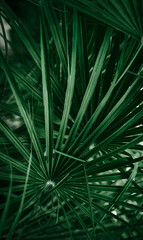 Obraz premium Palm leaves close up. Deep green, emerald floral background.