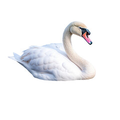 Graceful Swan Bird on Transparent Background