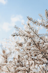 blossom in spring