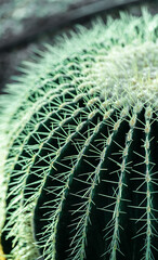 Cactus close up. Deep green, floral background.