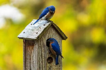 bluebirds