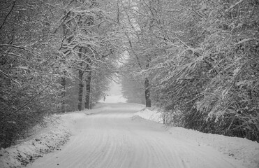 Winter Road and Snow Covered Trees. Black and White Photo