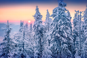 Frosty winter scenery. Misty morning view of the fir mountain forest. Spectacular winter landscape...