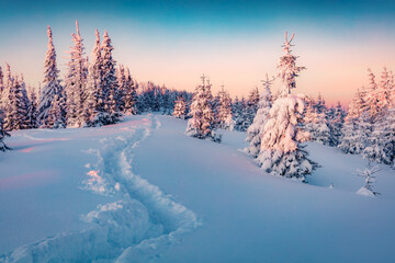 Frosty winter scenery. Fantastic sunrise in mountain forest. Fabulous winter landscape of Carpathian mountains with fir trees covered fresh snow. Christmas postcard.