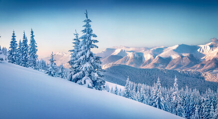 Amazing outdor scene of the mountain forest. Calm winter landscape of Carpathian mountains with fir...