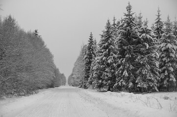 Obraz premium Winter Road and Snow Covered Trees. Black and White Photo