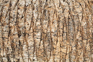 Palm tree bark texture. Horizontal texture. Lines natural pattern. Coconut tree trunk. Dried palm. Panoramic hardwood background. Exotic wood backdrop. Brown palm tree wood structure.