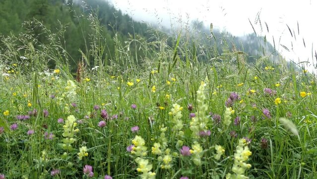close-up view of an alpine mountain landscape with lush, colorful flower meadows in the Tyrolean Alps of Austria.