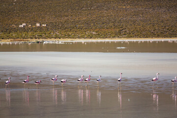 Flamingo in Bolivia