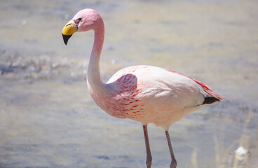 Flamingo in Bolivia