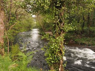 A small river in a forest with great vegetation in autumn