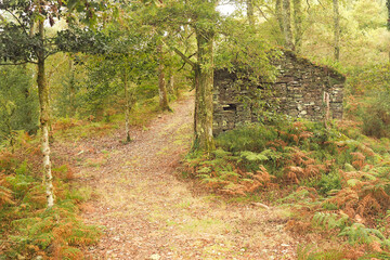 A stone construction in a moldy green forest