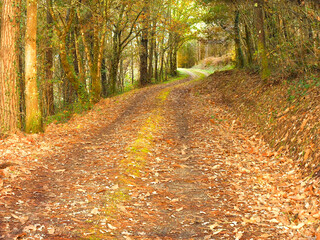 A narrow trail in an autumn forest