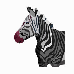 Graphical portrait of zebra isolated on white background. Stylized zebra.
