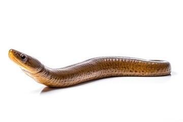Eel-gigapixel