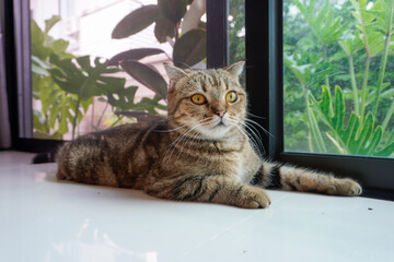 The cat was lying on the floor in a natural pose.                             