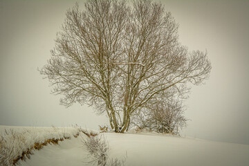Winter tree - obrazy, fototapety, plakaty
