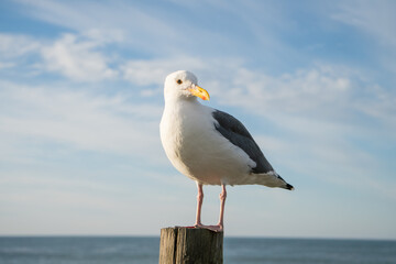 Seagull in front of ocean landscape