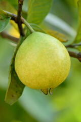 closeup the yellow brown guava fruit hanging with plant and leaf in the farm field soft focus natural yellow green background.