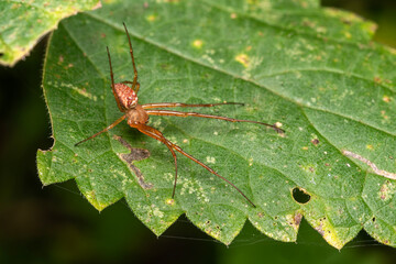 Metellina species Lesser Garden spider gracefully perches on a garden leaf, showcasing the intricacies of insect life in a garden environment, stock photo image 