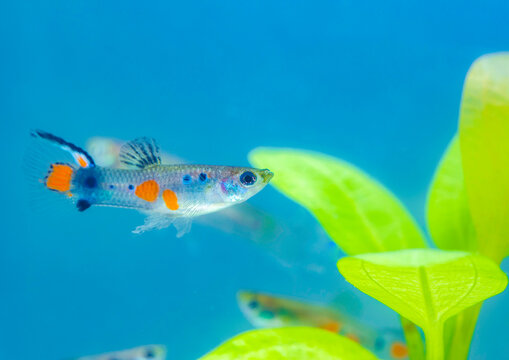 Poecilia reticulata hybrid in aquarium. Guppy Multi Colored Fish in a Tropical Acquarium.Emerald gold endler