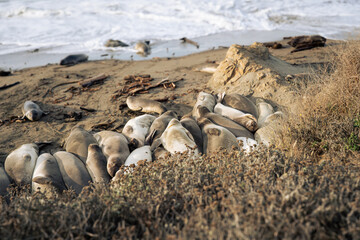 Elephant Seals sleeping in a group