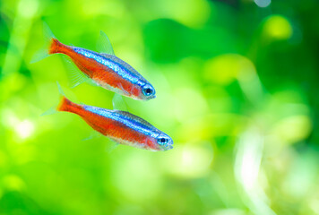 Cardinal Tetra Fish Swimming In Water. Cardinal Tetra Fish Swimming In Water..