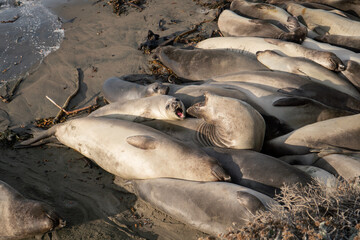 Two Elephant seals arguing while group sleeps