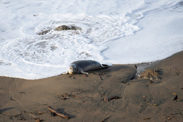 Baby elephant seal against the tide