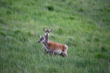 Sika deer in Glendalough National Park