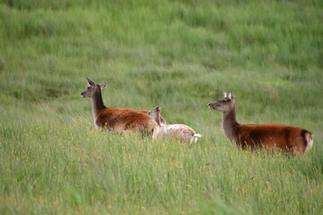 Sika deer in Glendalough National Park