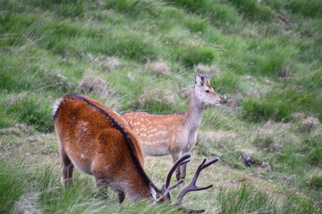 Sika deer in Glendalough National Park
