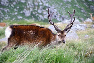 Sika deer in Glendalough National Park