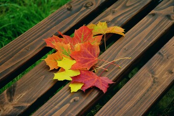 autumn leaves on a wooden fence