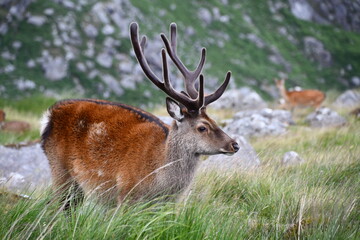 Naklejka na ściany i meble Sika deer in Glendalough National Park