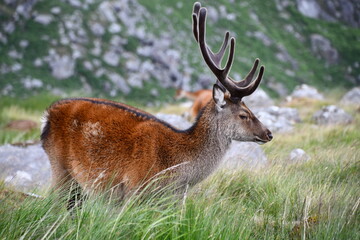 Sika deer in Glendalough National Park